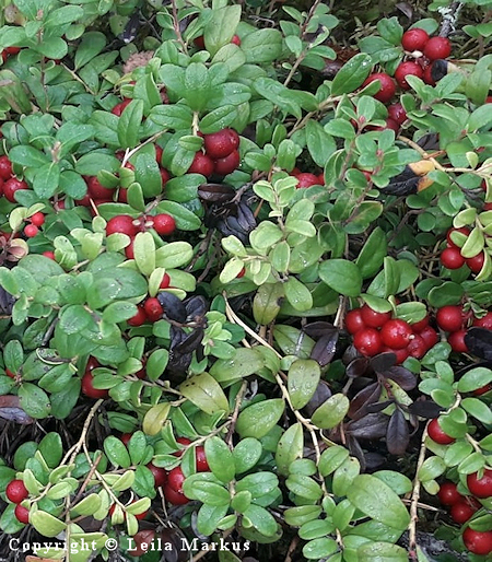 Vaccinium vitis-idaea, puolukka